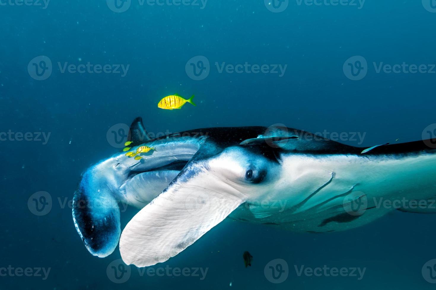 Isolated Manta in the blue background photo