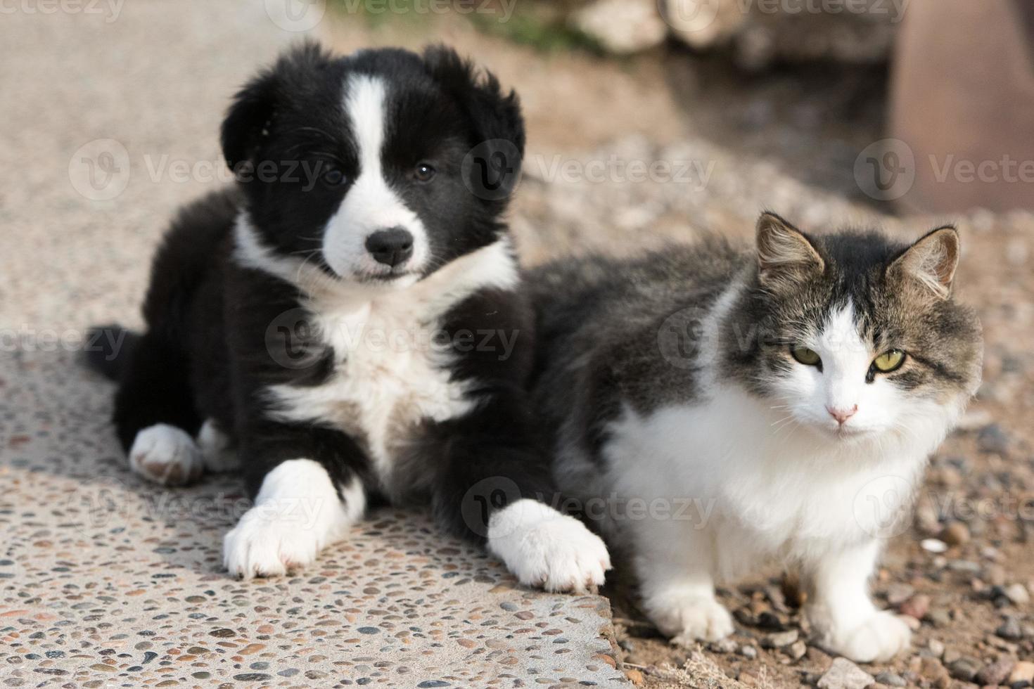 border collie puppy dog portrait with a cat photo