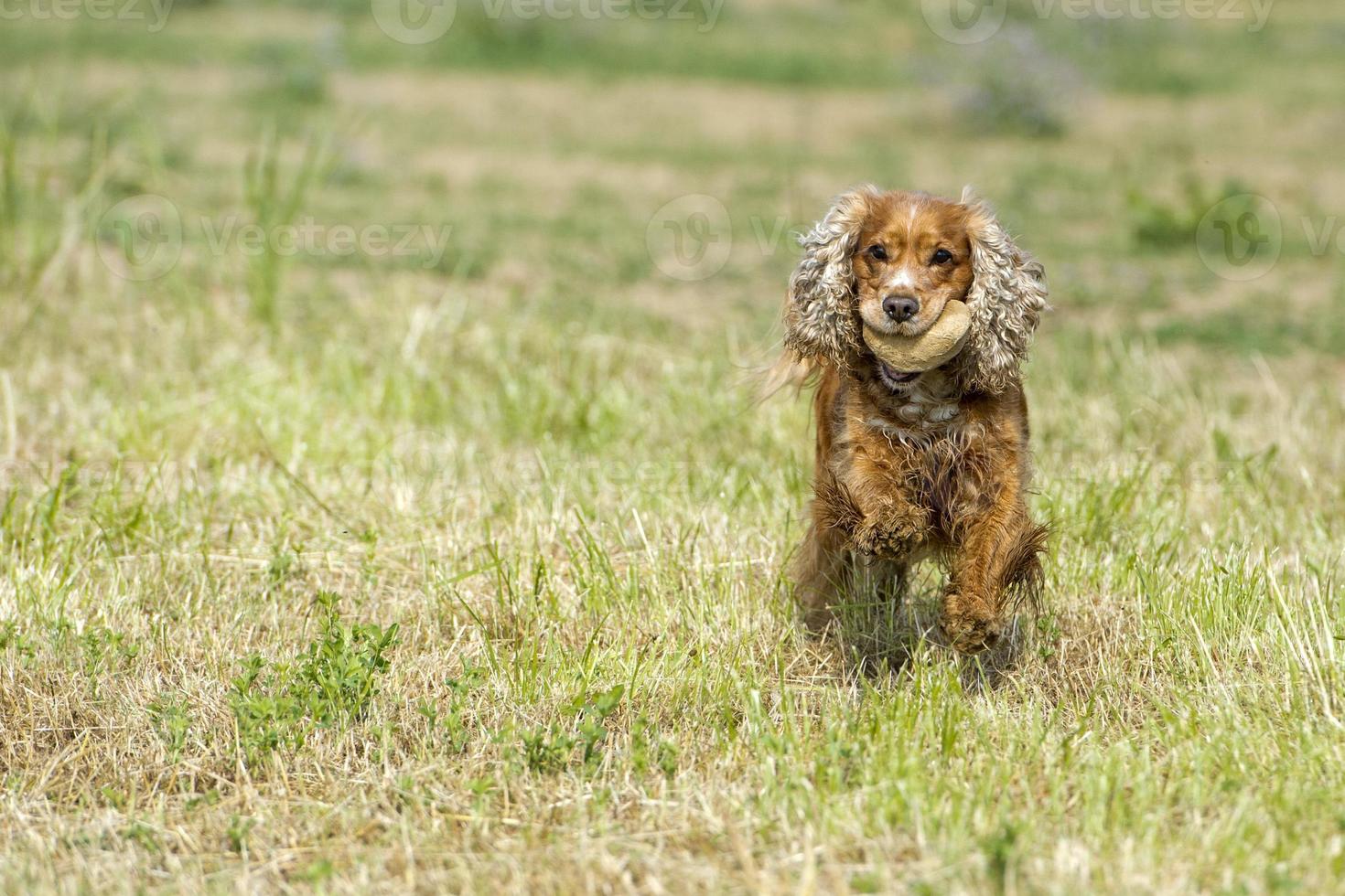 Perro feliz cocker spaniel inglés mientras corre hacia ti foto