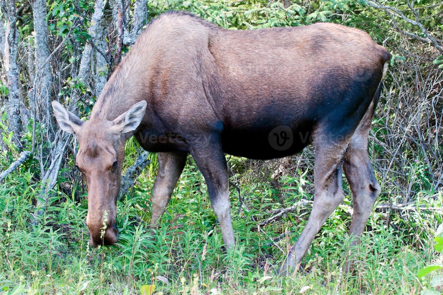 Isolated female moose on forest background photo