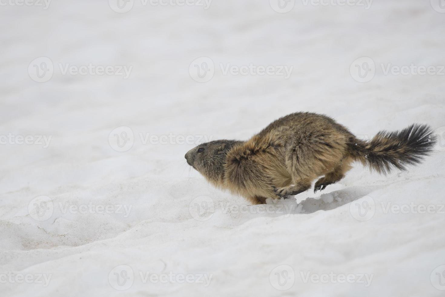 Two Marmot while playing photo