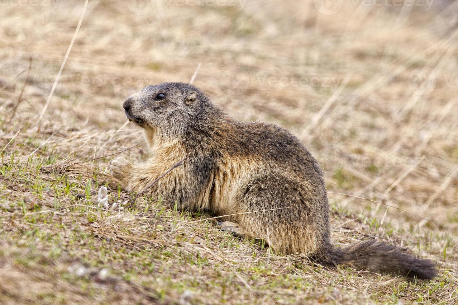 Isolated marmot portrait while looking for food photo