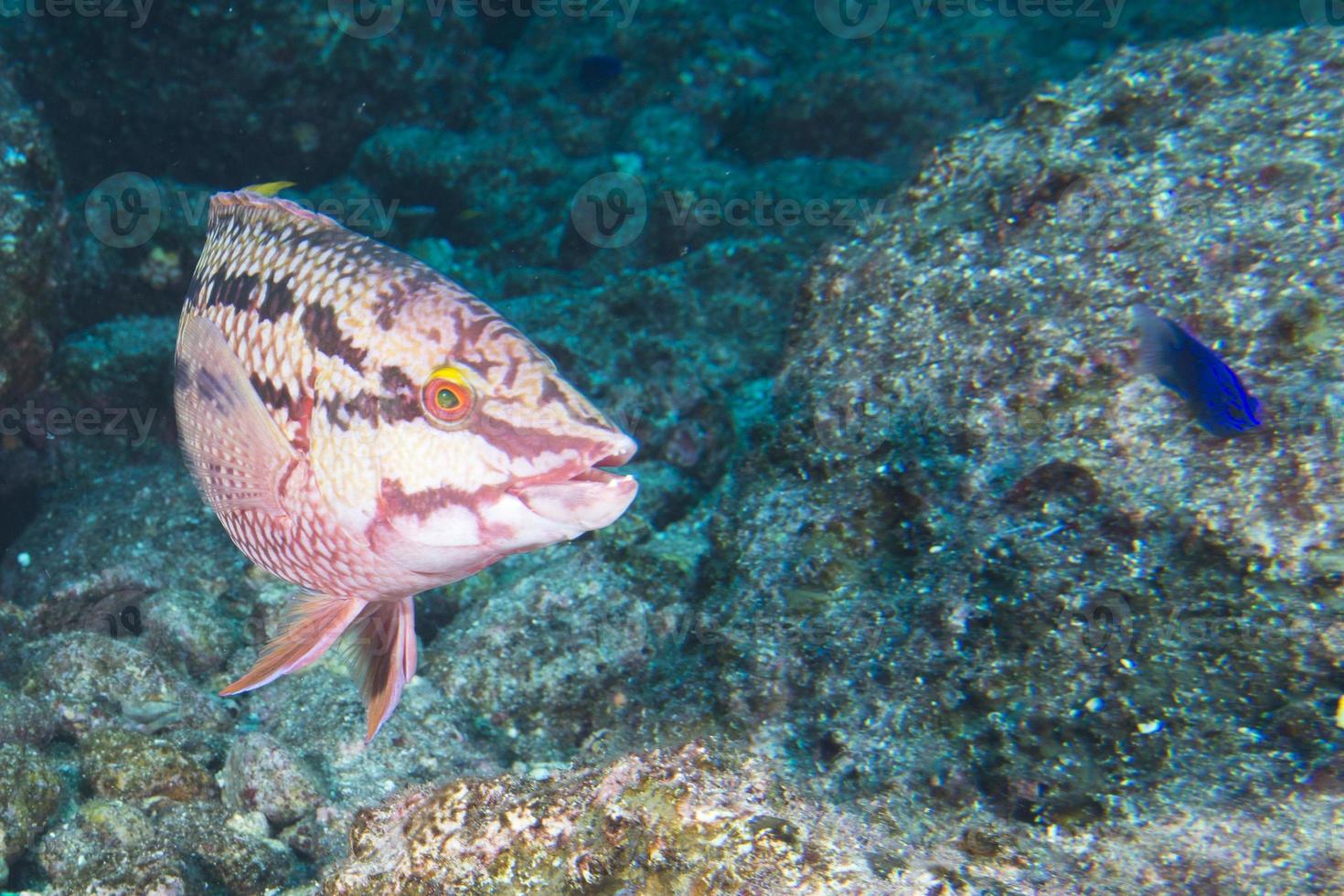 colorful grouper fish photo