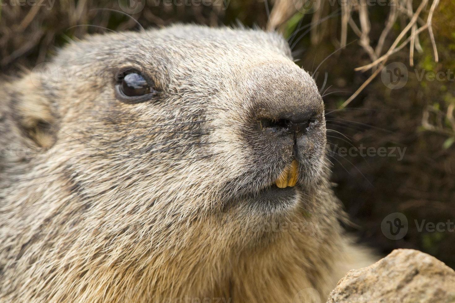 Marmot portrait while looking at you photo