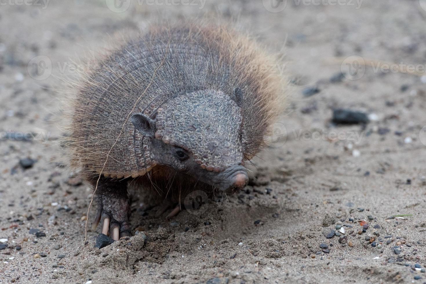 Sud America armadillo close up portrait photo