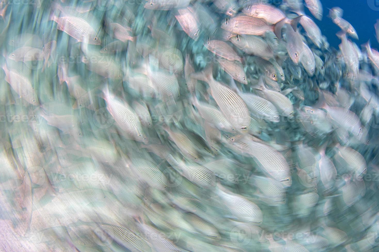 inside sardine baitball underwater photo
