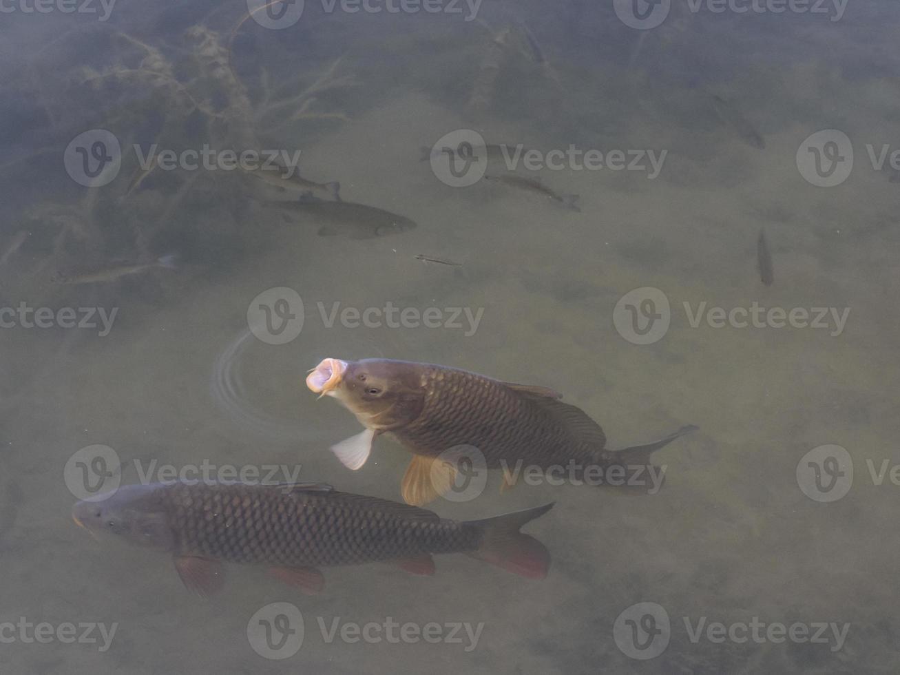 A common carp gulping air at the surface in a lake photo