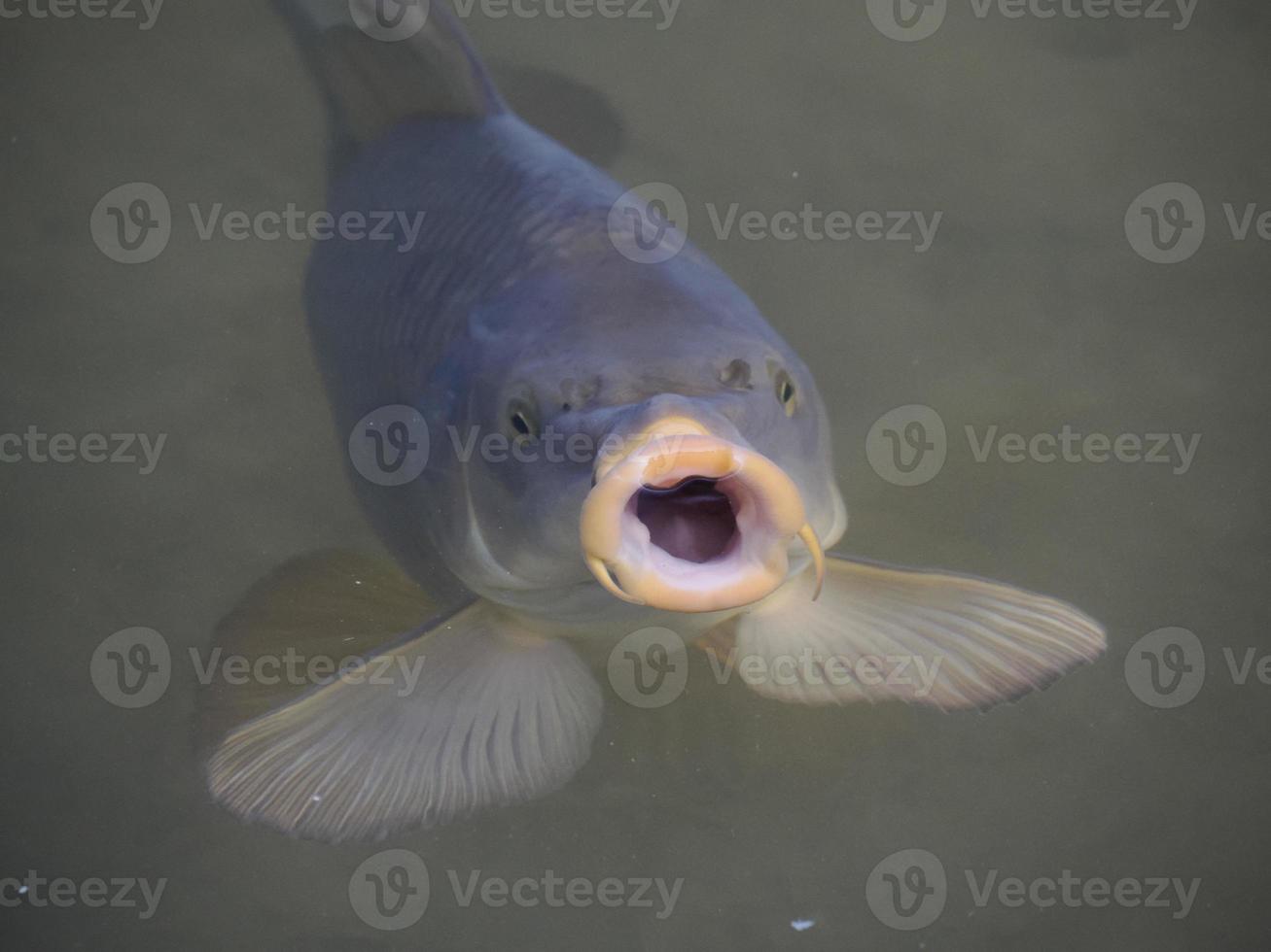 A common carp gulping air at the surface in a lake photo