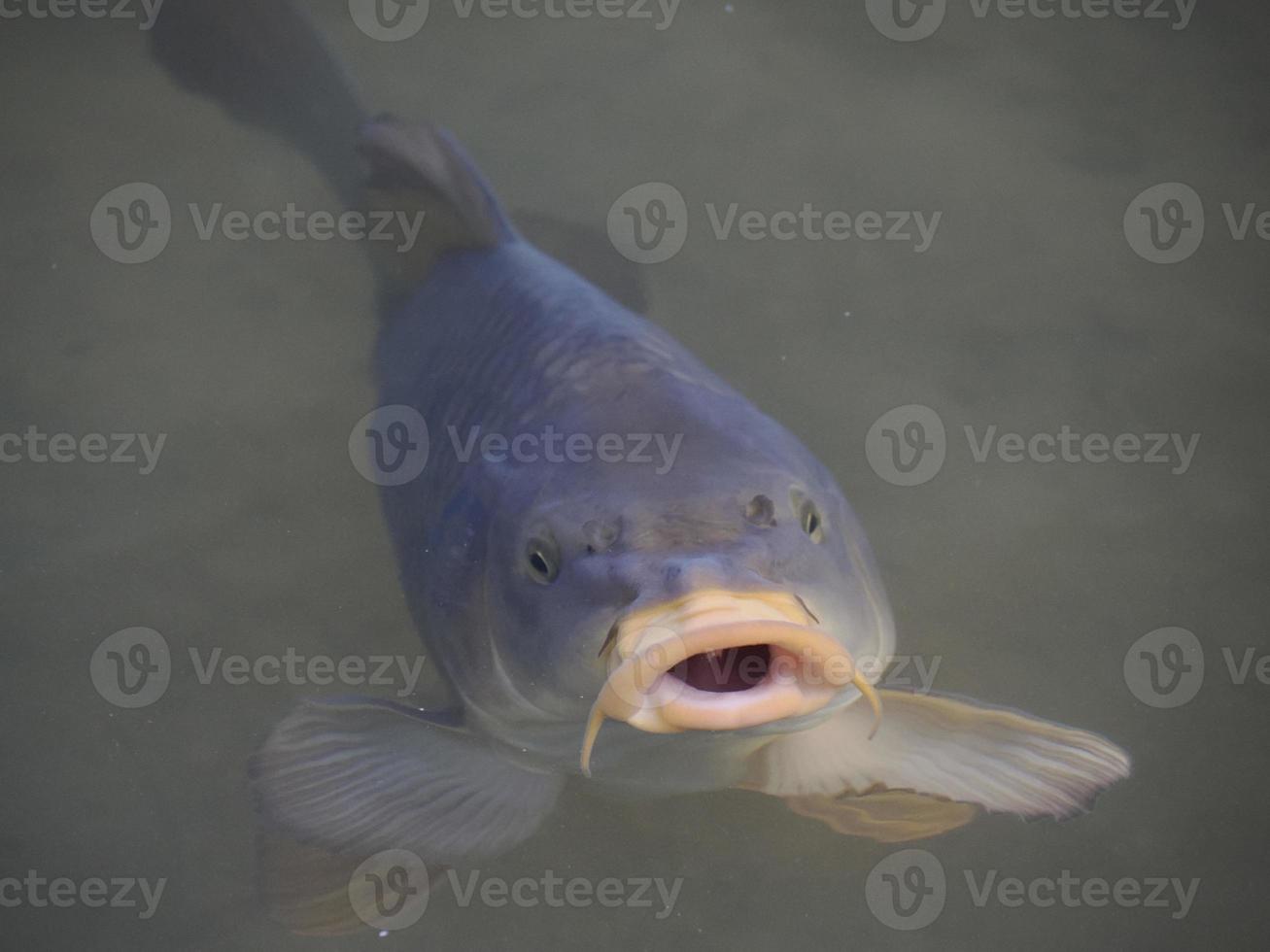 una carpa común que traga aire en la superficie de un lago foto