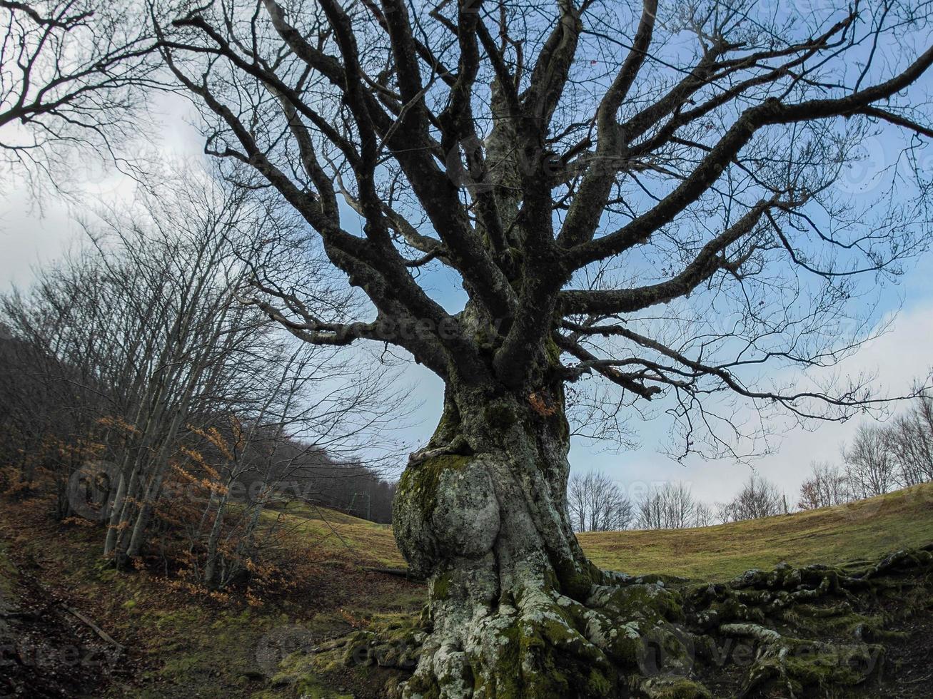 Beech forest with a very old tree in Calamone Ventasso Lake Italy photo