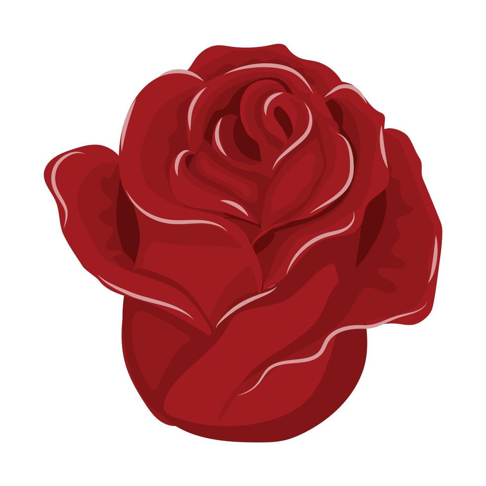 Red rose flower. Vector illustration isolated on white background.