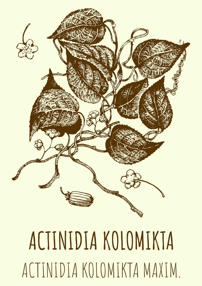 dibujos vectoriales de actinidia. ilustración dibujada a mano. nombre latino actinidia kolomikta. vector