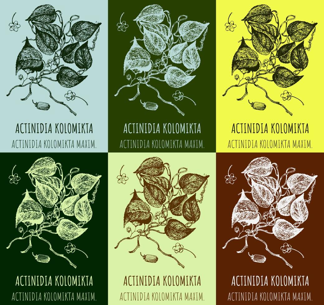 Set of vector drawings Actinidia in different colors. Hand drawn illustration. Latin name Actinidia kolomikta.