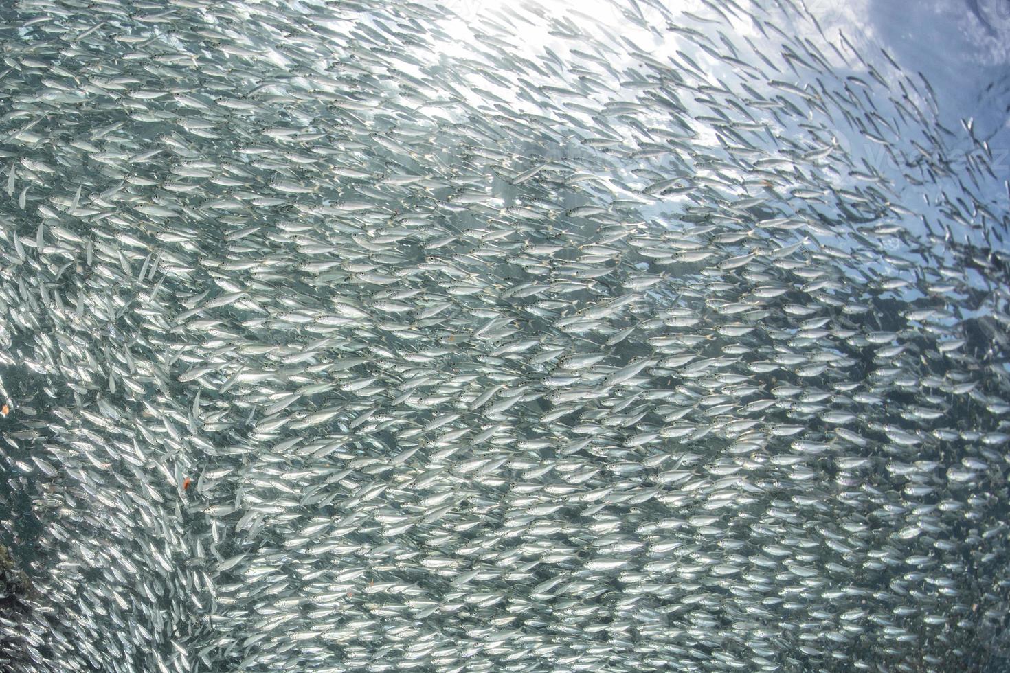 entrando dentro de un cardumen de sardinas bajo el agua foto