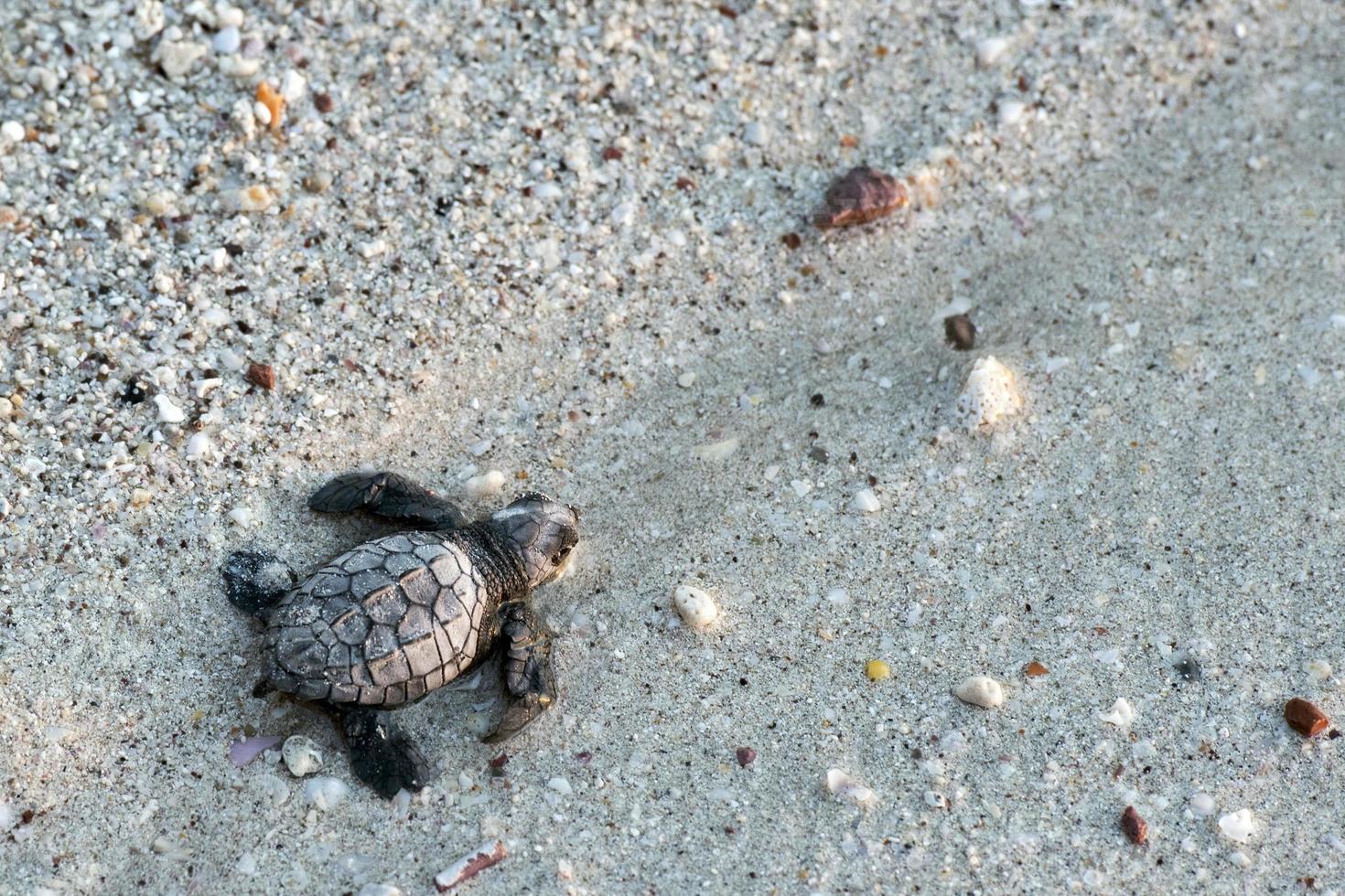 newborn baby green golfina turtle approaching sea photo