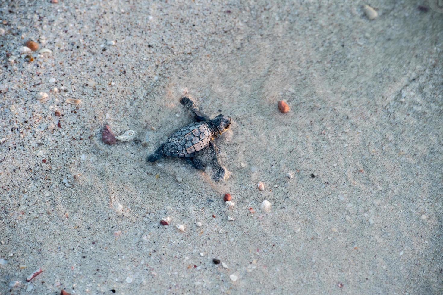 newborn baby green golfina turtle approaching sea photo