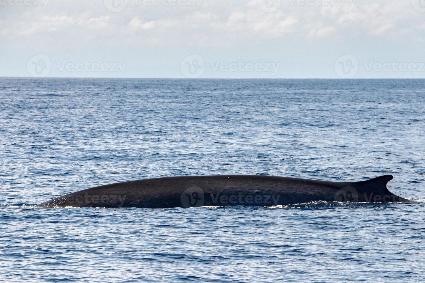 ballena de aleta especie en peligro de extinción rara de ver foto