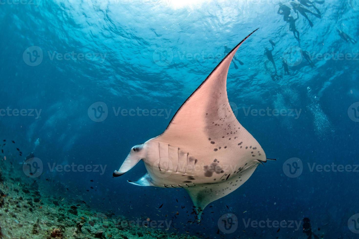 Manta in the blue ocean background portrait photo