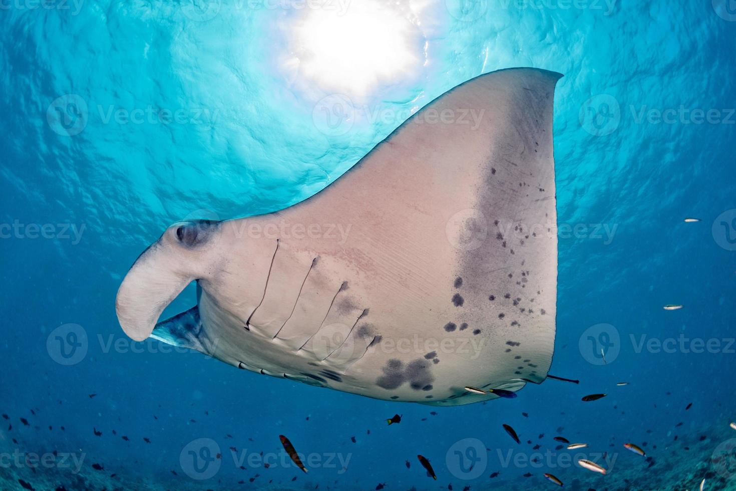 Manta in the blue ocean background portrait photo