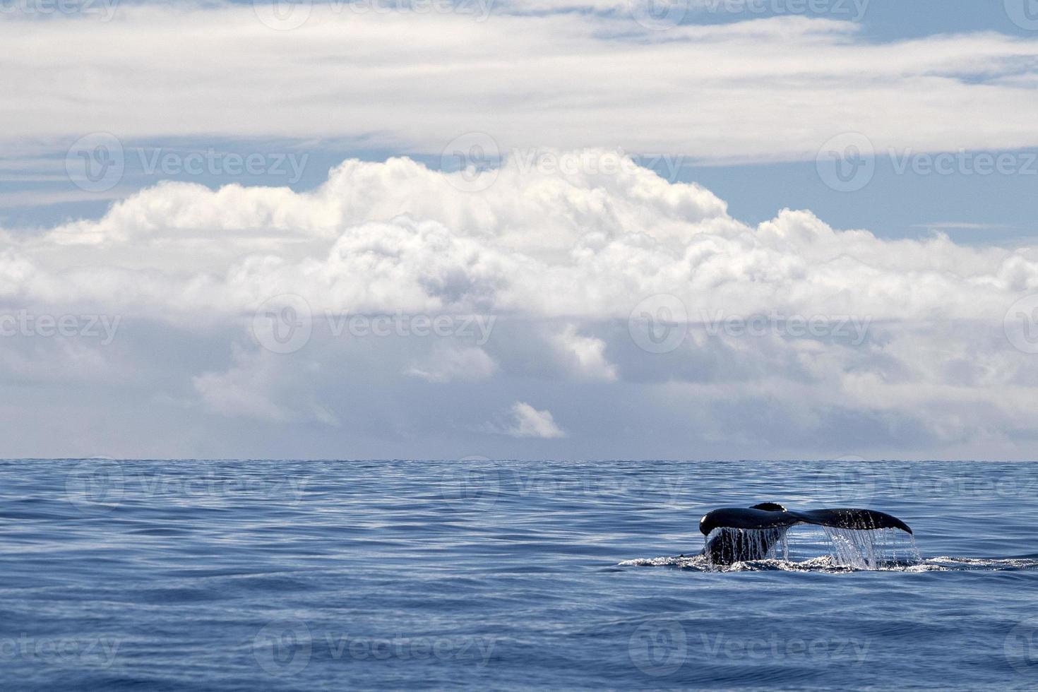 Humpback whale watching tail in Moorea French Polynesia photo