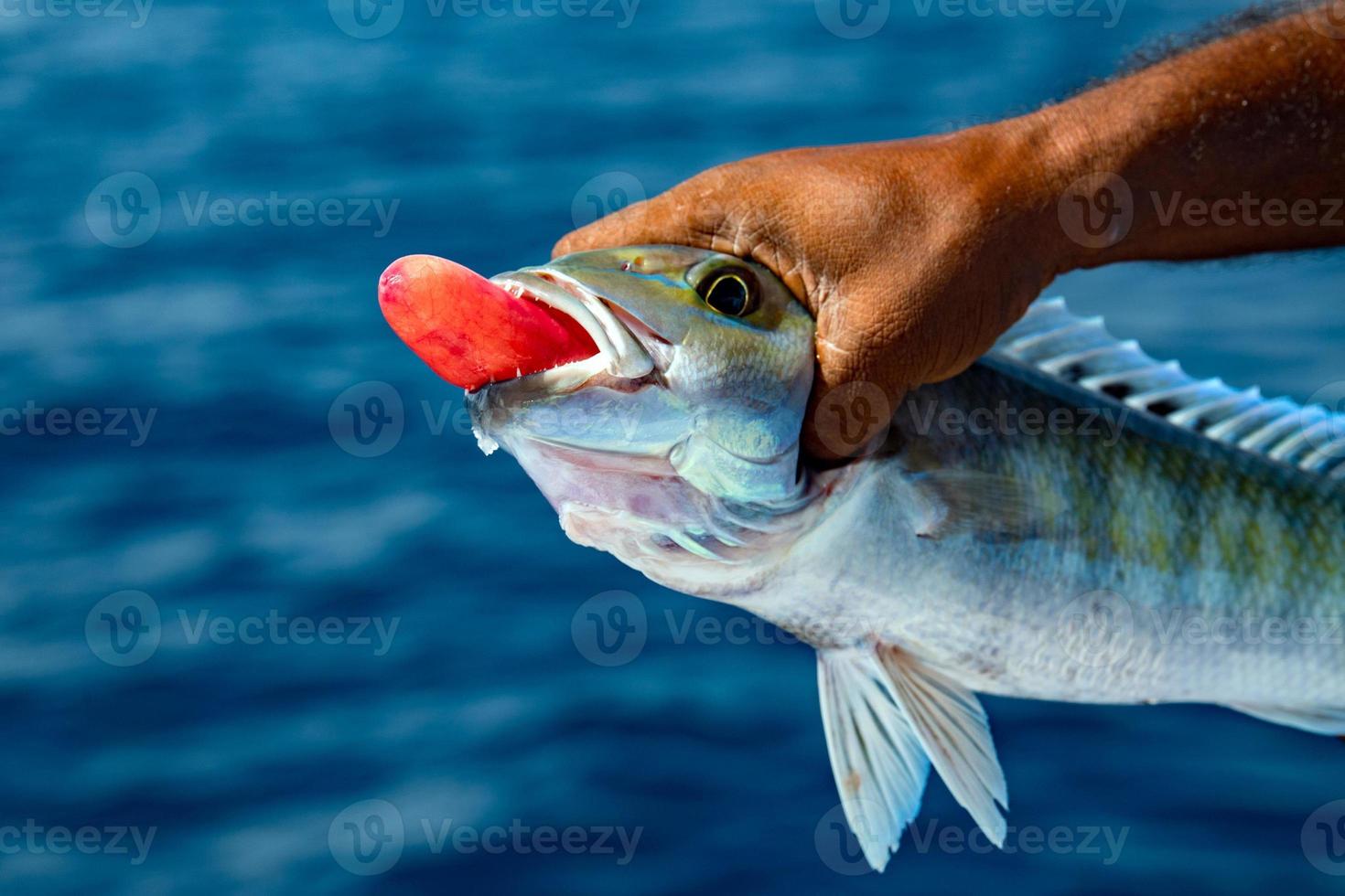 stomach of catched fish photo