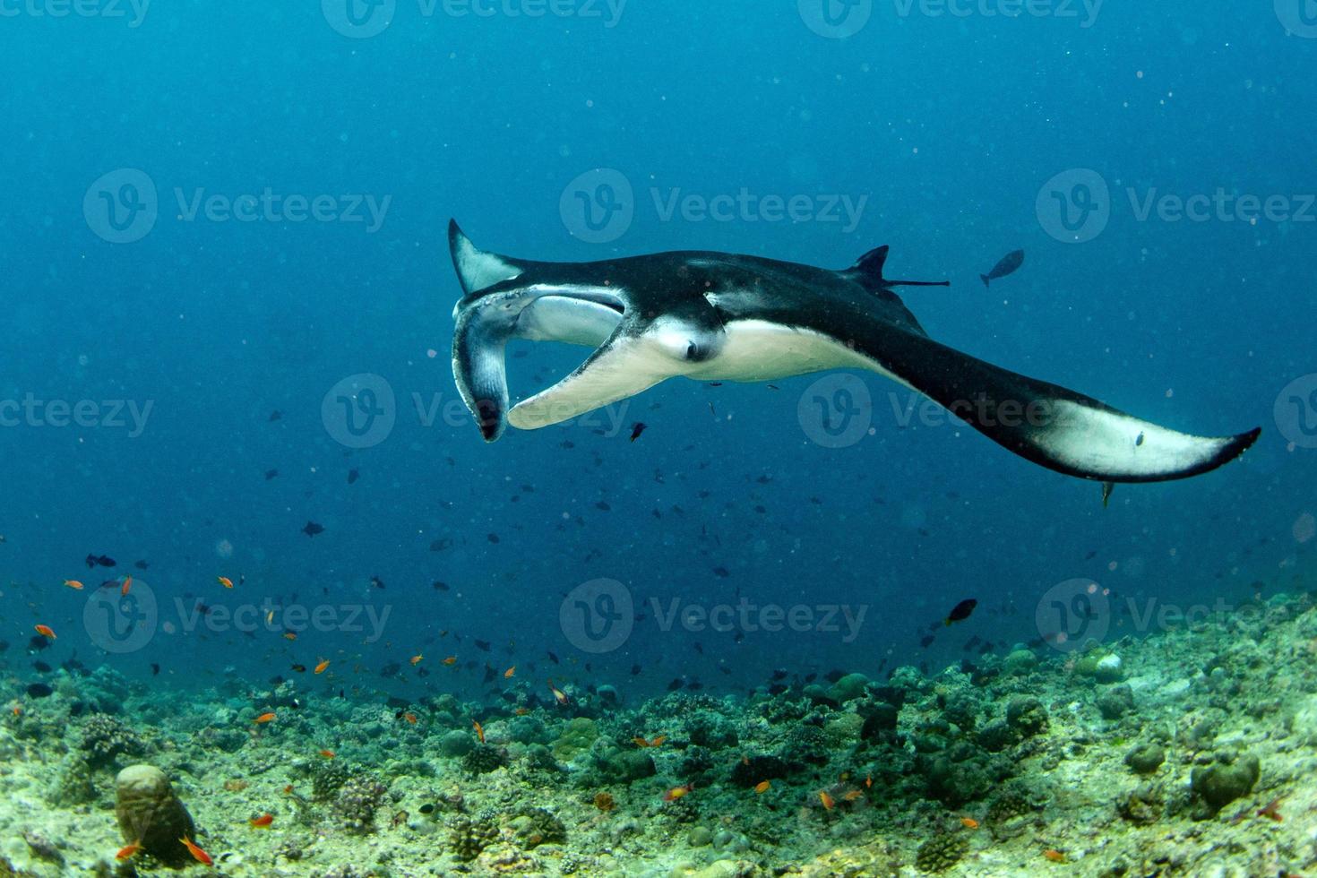 Manta in the blue ocean background portrait photo