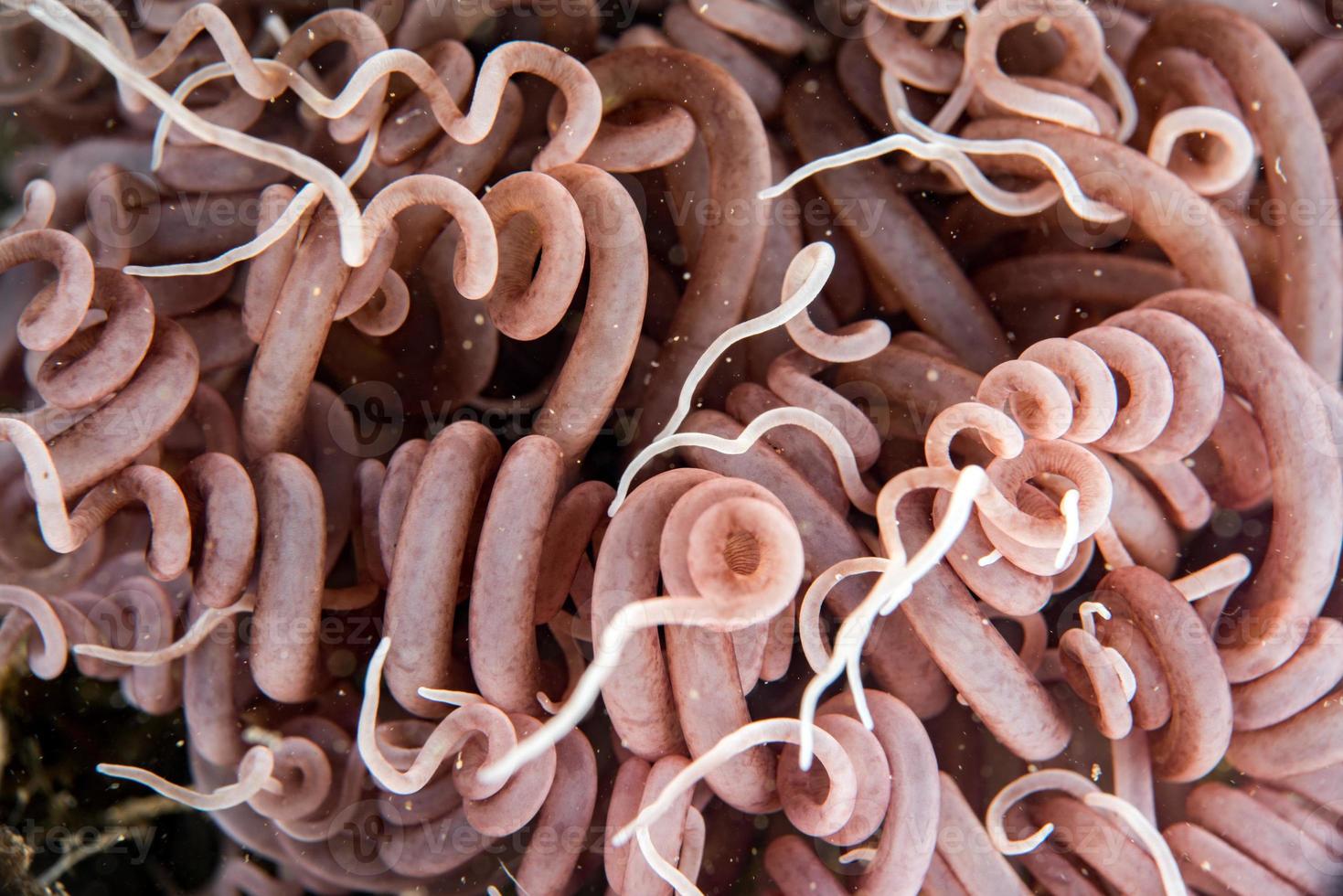anemone tentacles detail close up macro view photo