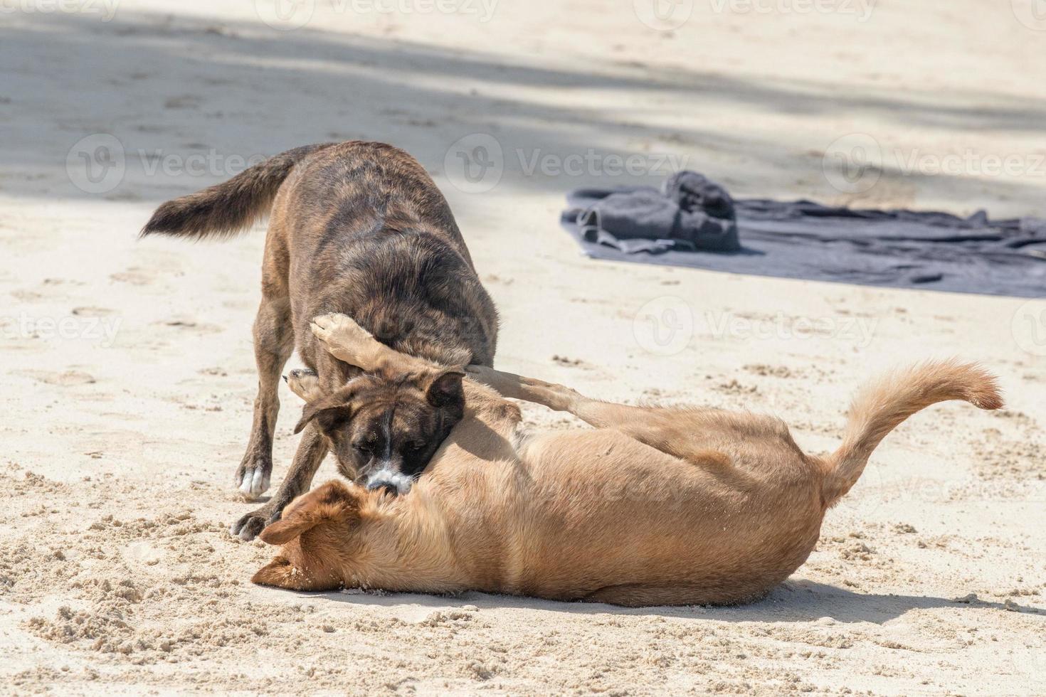 dogs fighting on tropical polynesian beach photo