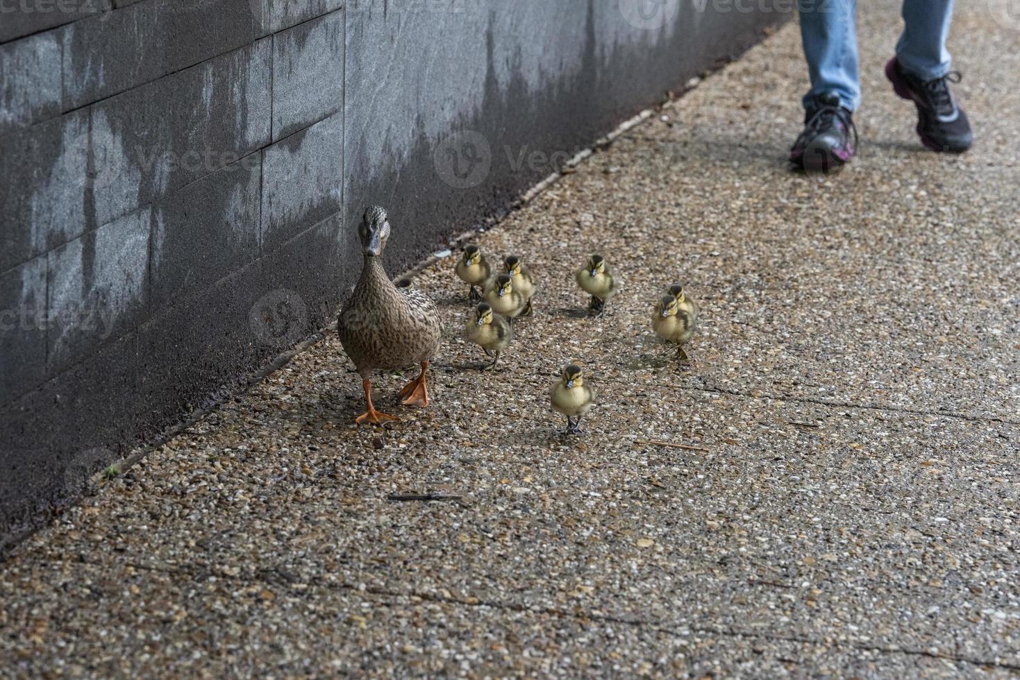 duck mother and puppy in a line crossing the street in washington photo