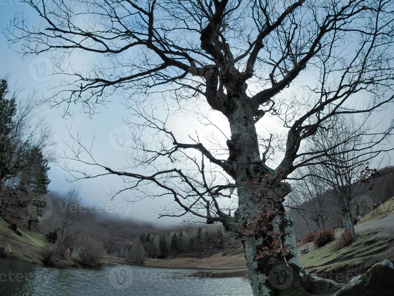 Beech forest with a very old tree in Calamone Ventasso Lake Italy photo