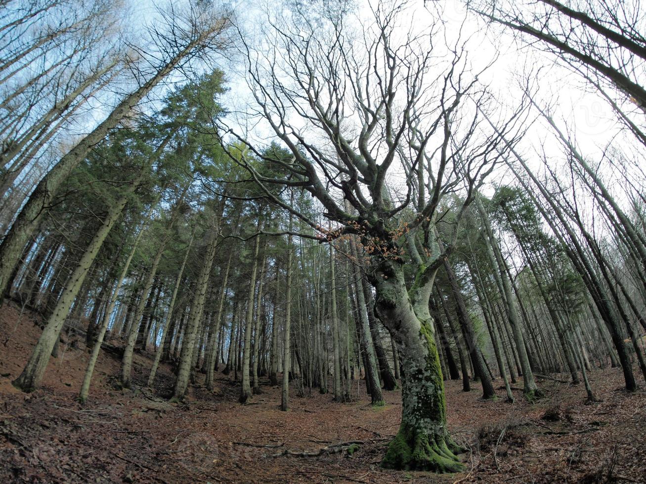 Beech forest with a very old tree in Calamone Ventasso Lake Italy photo