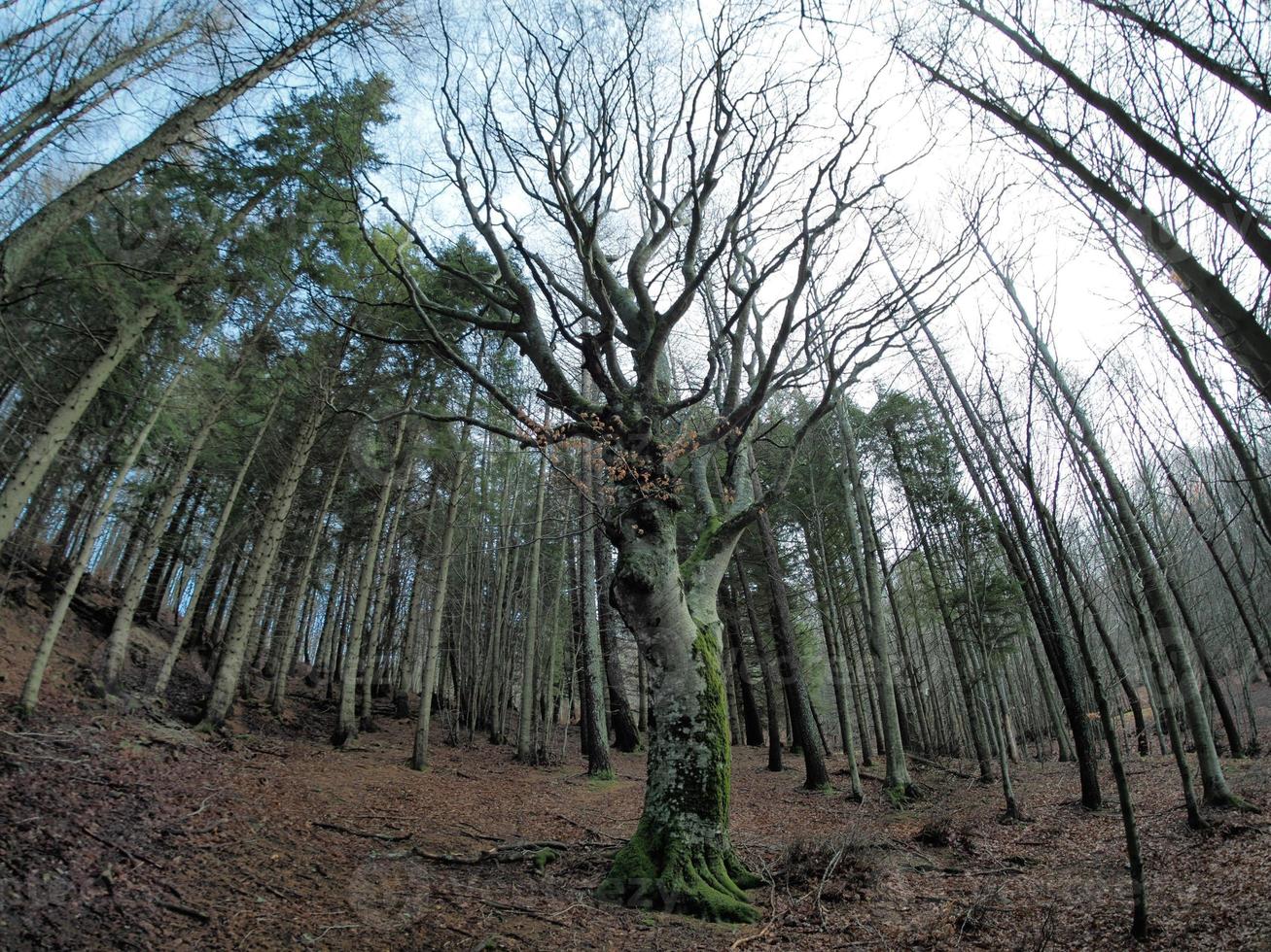 bosque de hayas con un árbol muy viejo en calamone ventasso lago italia foto