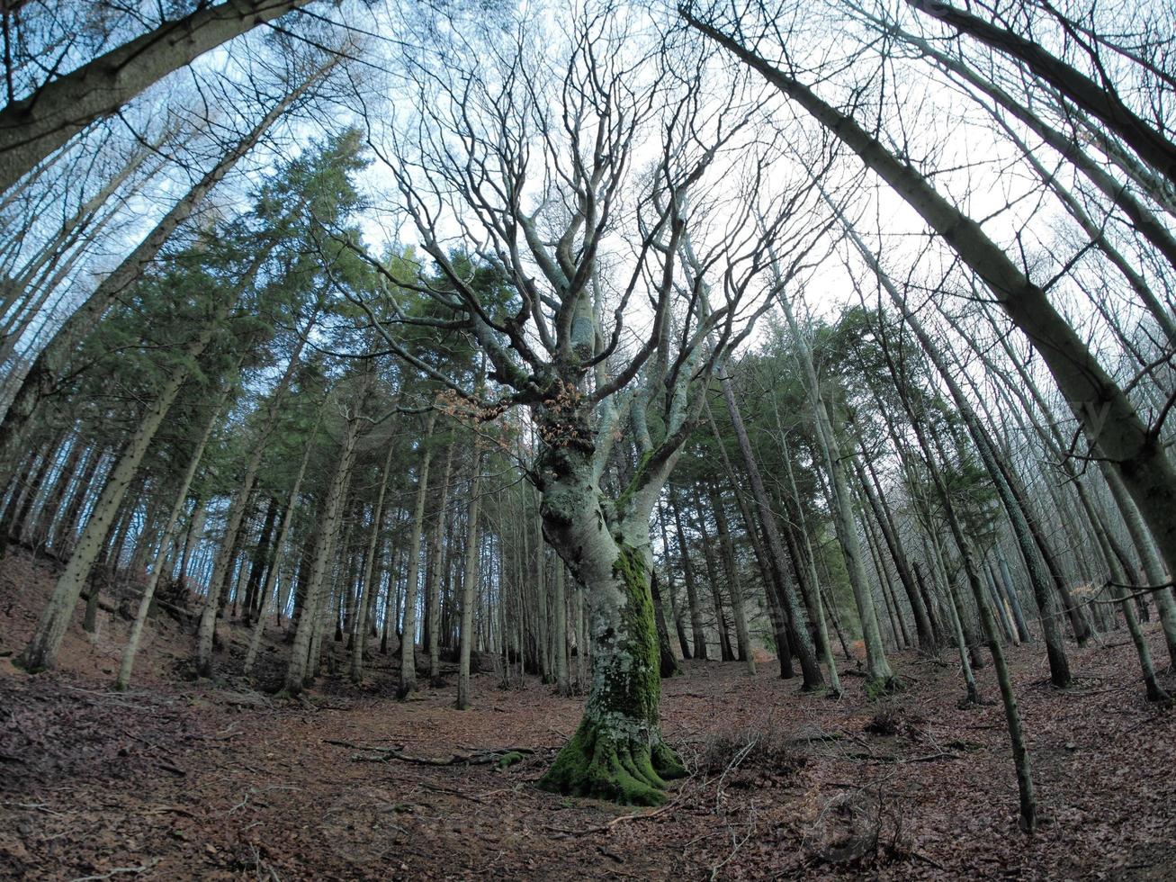 bosque de hayas con un árbol muy viejo en calamone ventasso lago italia foto