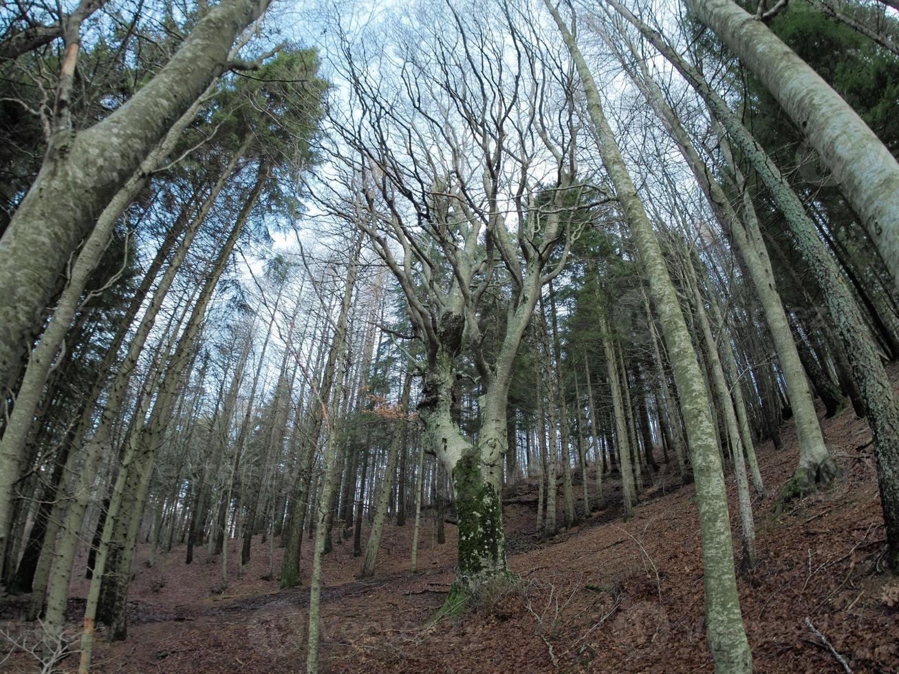 Beech forest with a very old tree in Calamone Ventasso Lake Italy photo