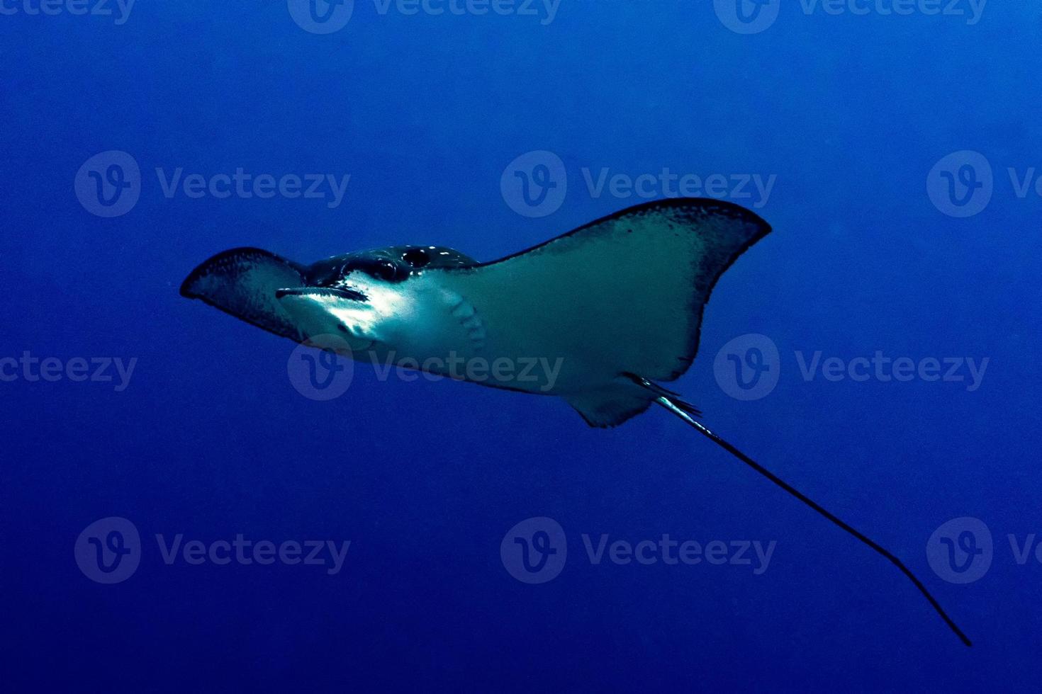 eagle ray manta while diving in Maldives photo