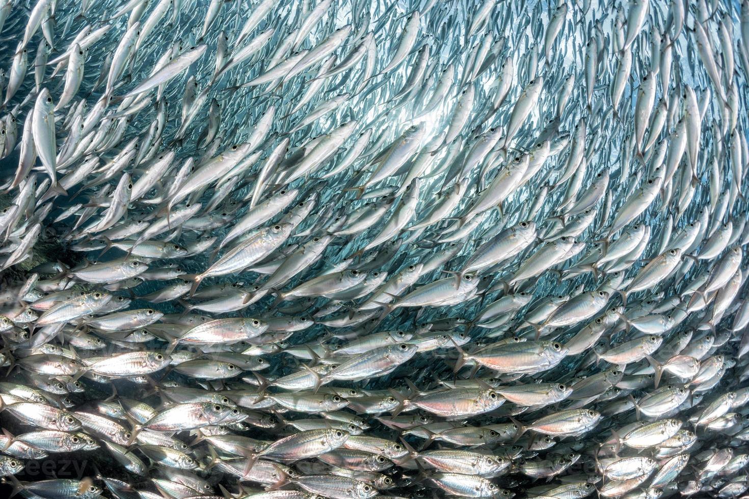 sardine school of fish underwater photo