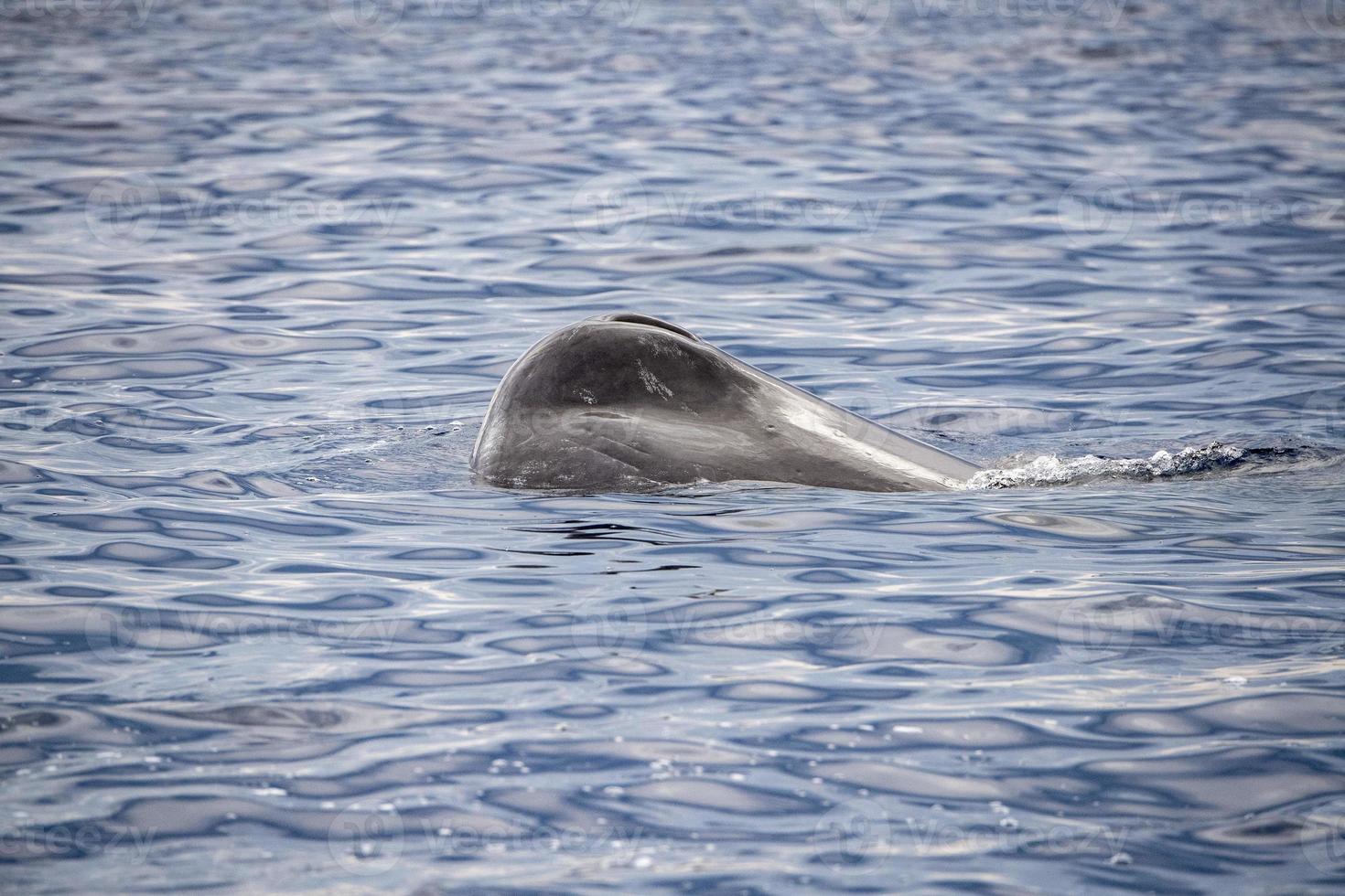 Sperm Whale at sunset in mediterranean photo