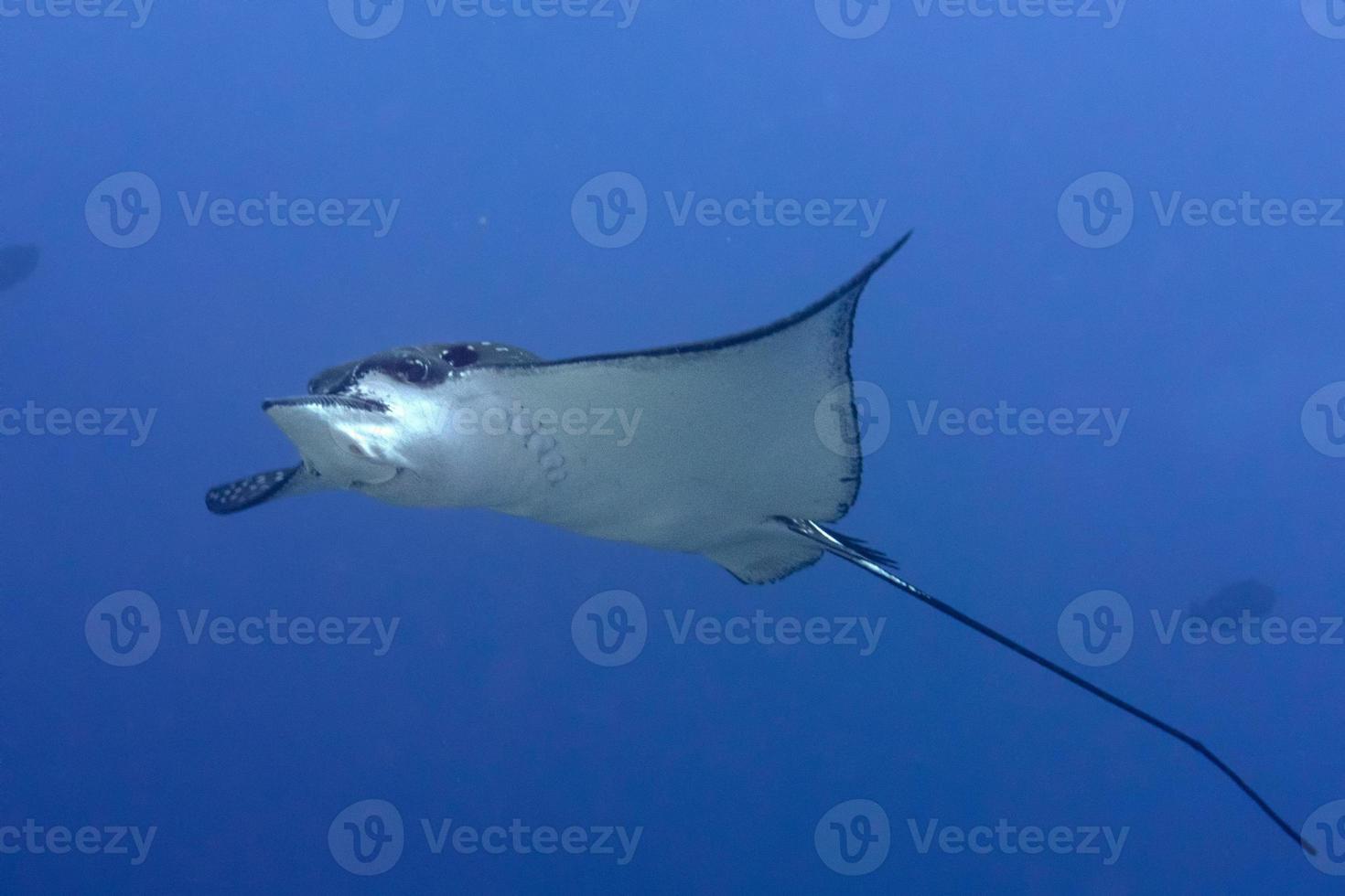 eagle ray manta while diving in Maldives photo