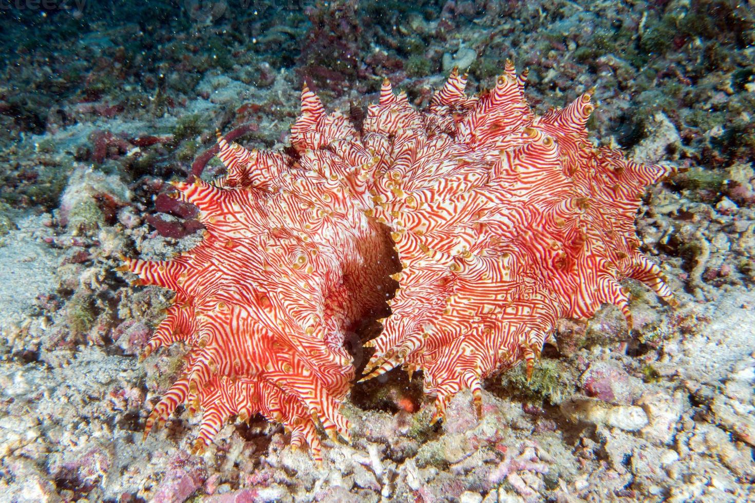 giant Red holothurian underwater while diving indonesia photo
