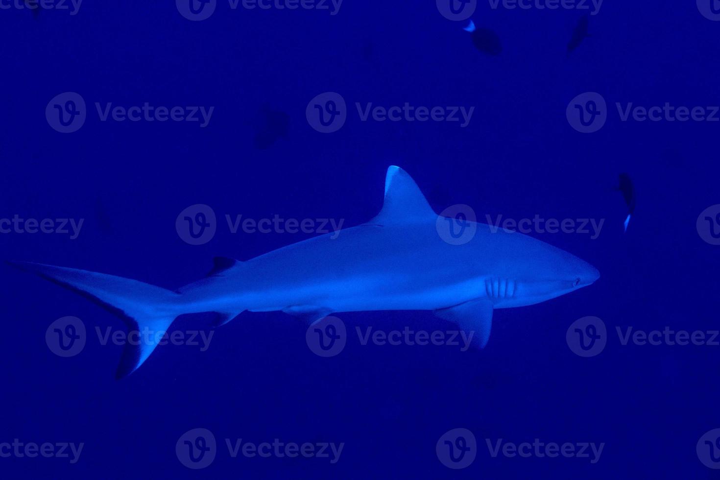 Grey shark ready to attack underwater photo