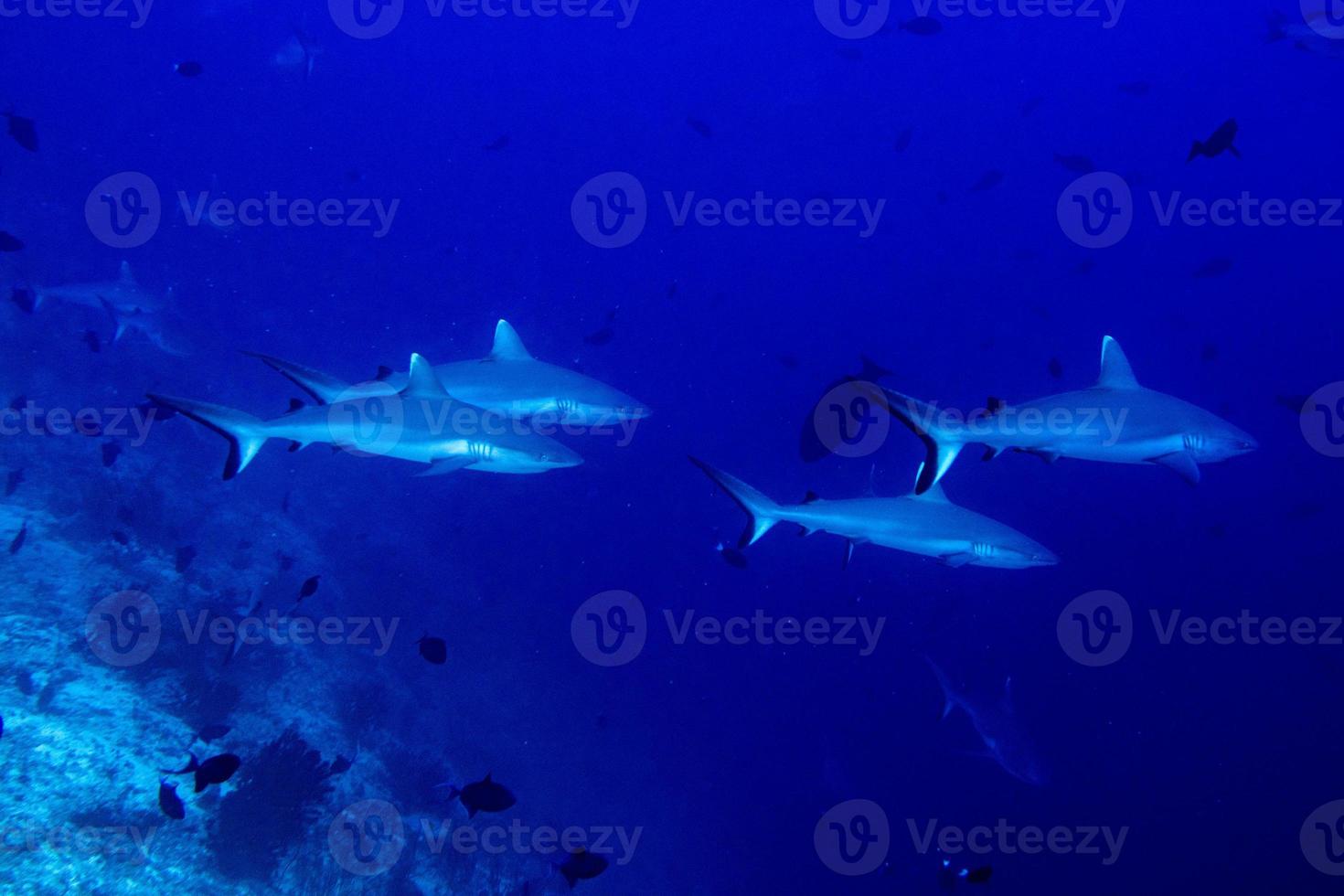 Grey shark ready to attack underwater photo