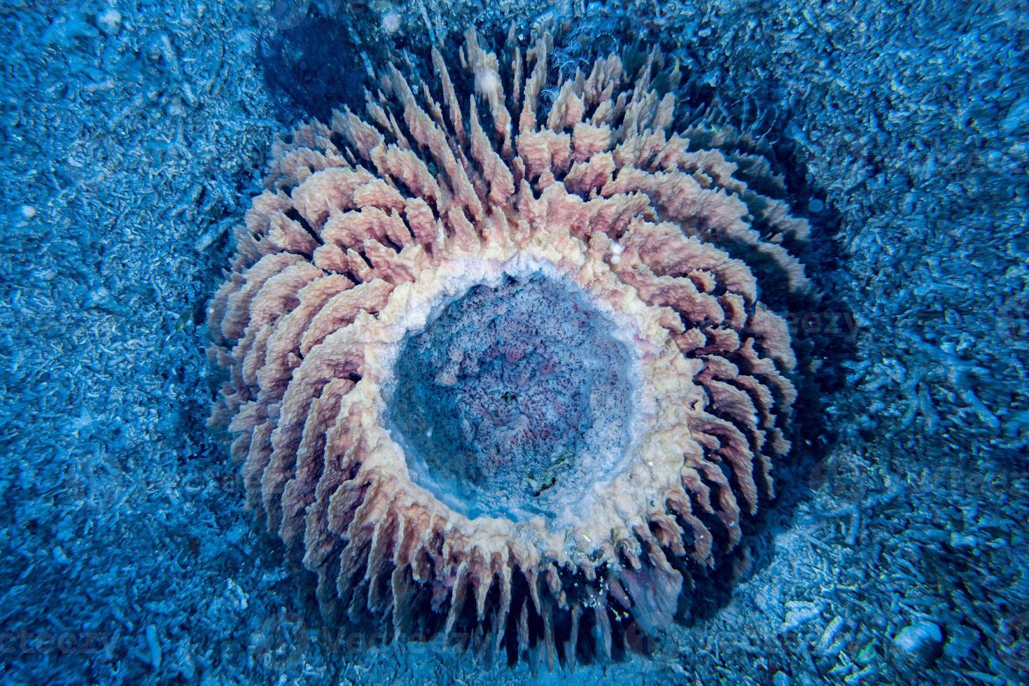 esponja gigante en el fondo azul mientras adivinas indonesia foto