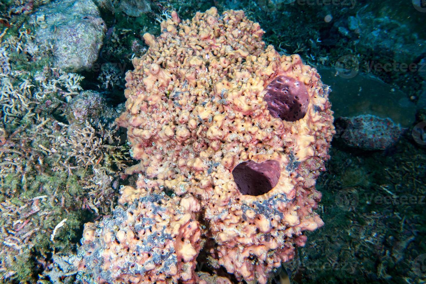 Giant sponge in the blue background while divinig Indonesia photo