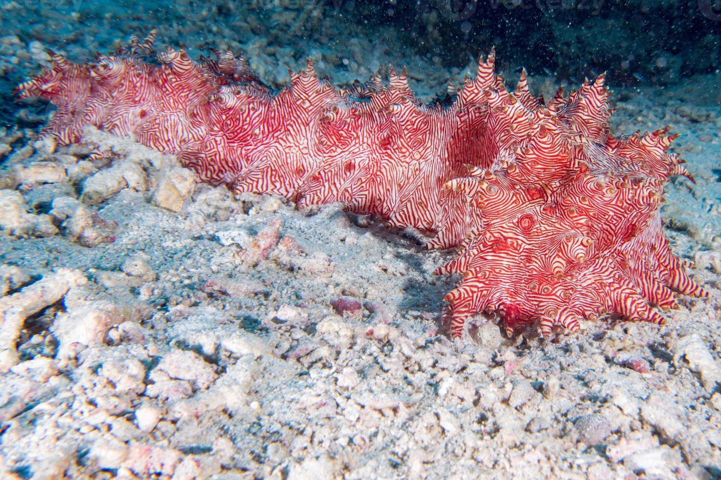 giant Red holothurian underwater while diving indonesia photo