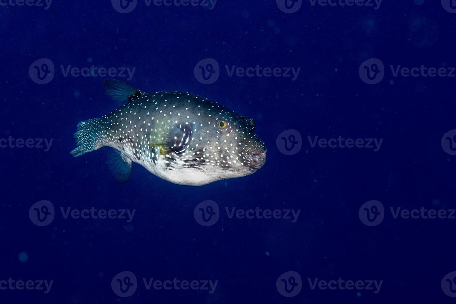 Puffer fish black white spotted close up photo