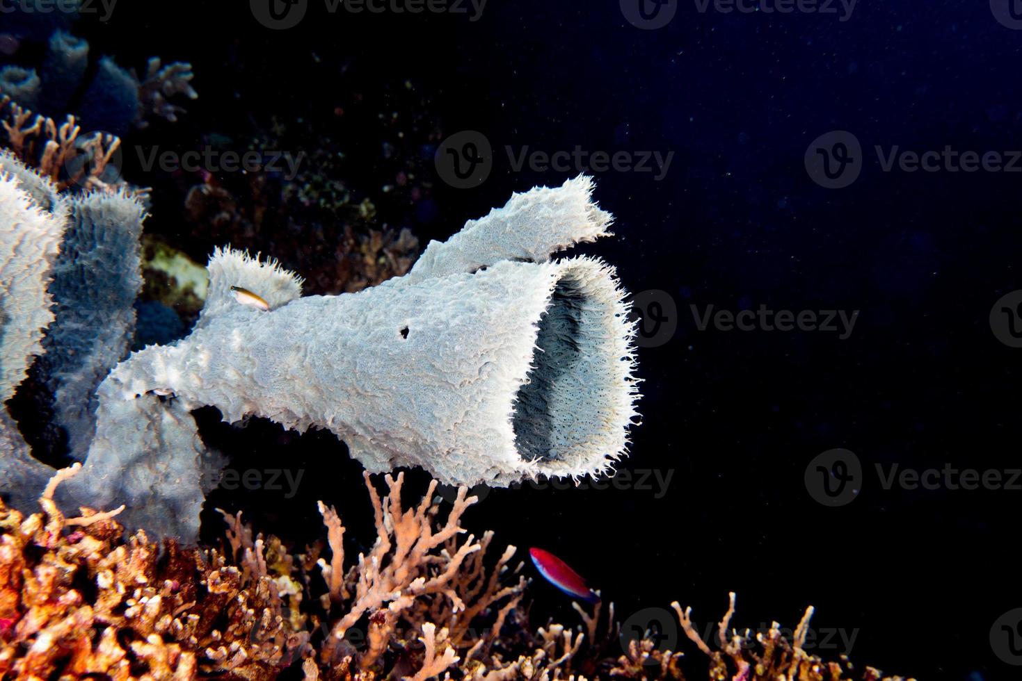 Giant sponge in the blue background while divinig Indonesia photo