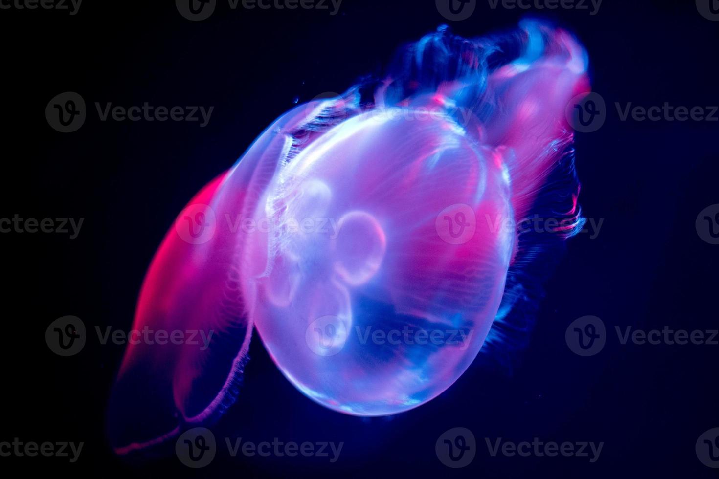 jellyfish isolated on black sea close up detail photo