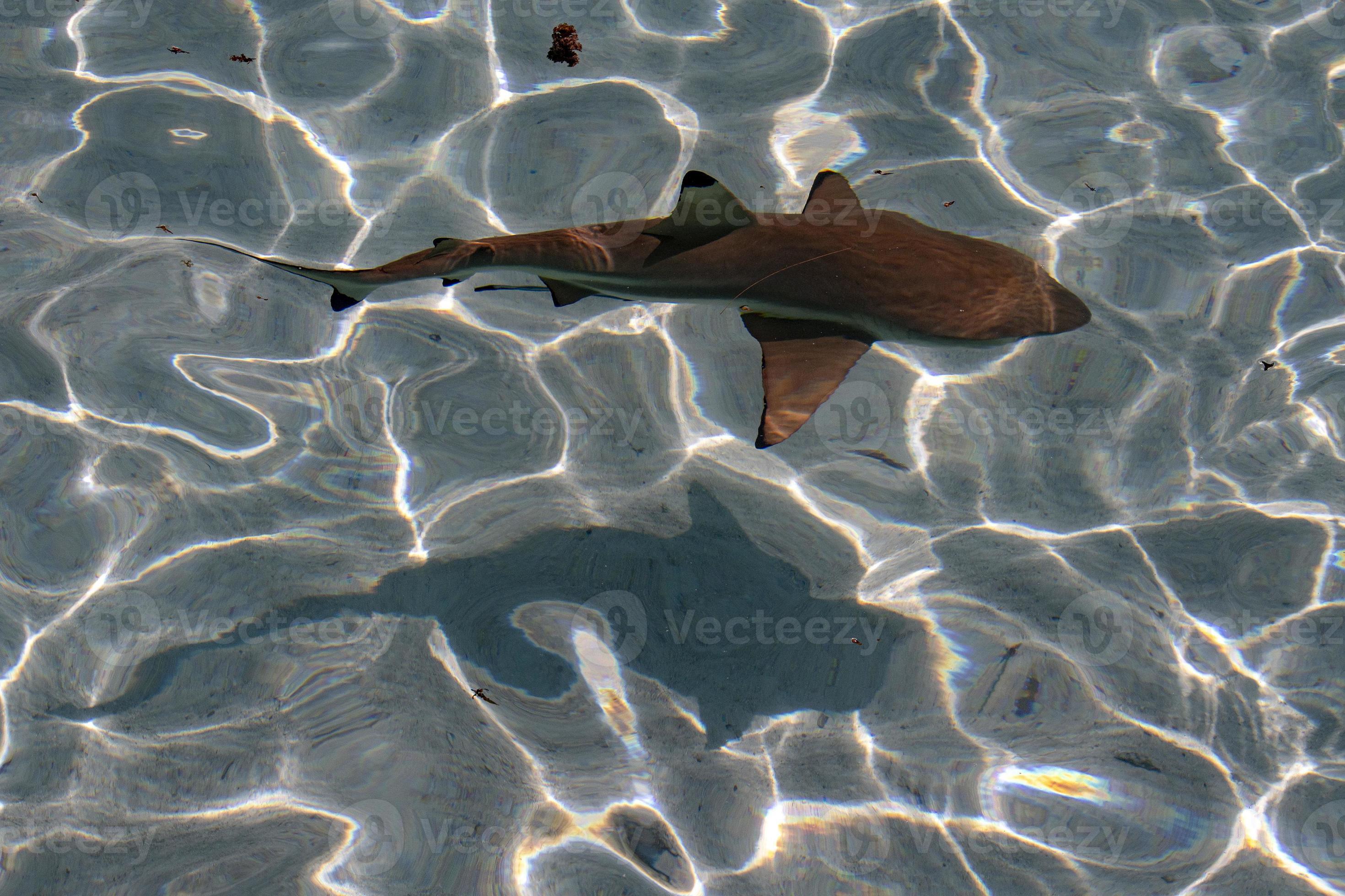 black tip shark underwater polynesia 17307210 Stock Photo at Vecteezy