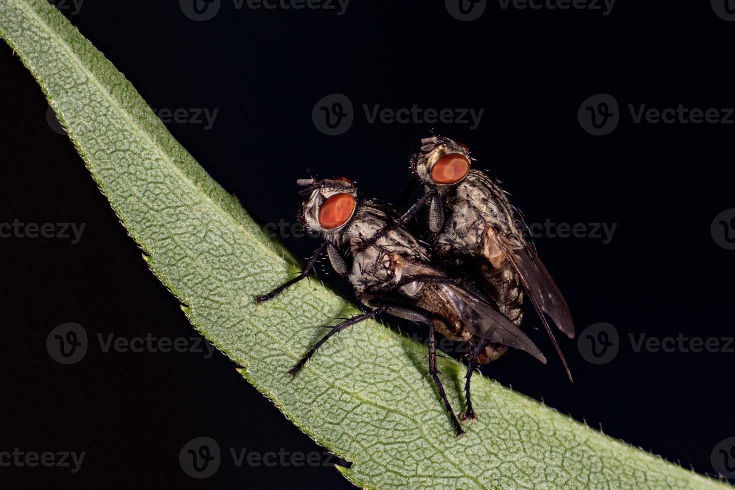 mosca aislada teniendo sexo en el fondo negro foto