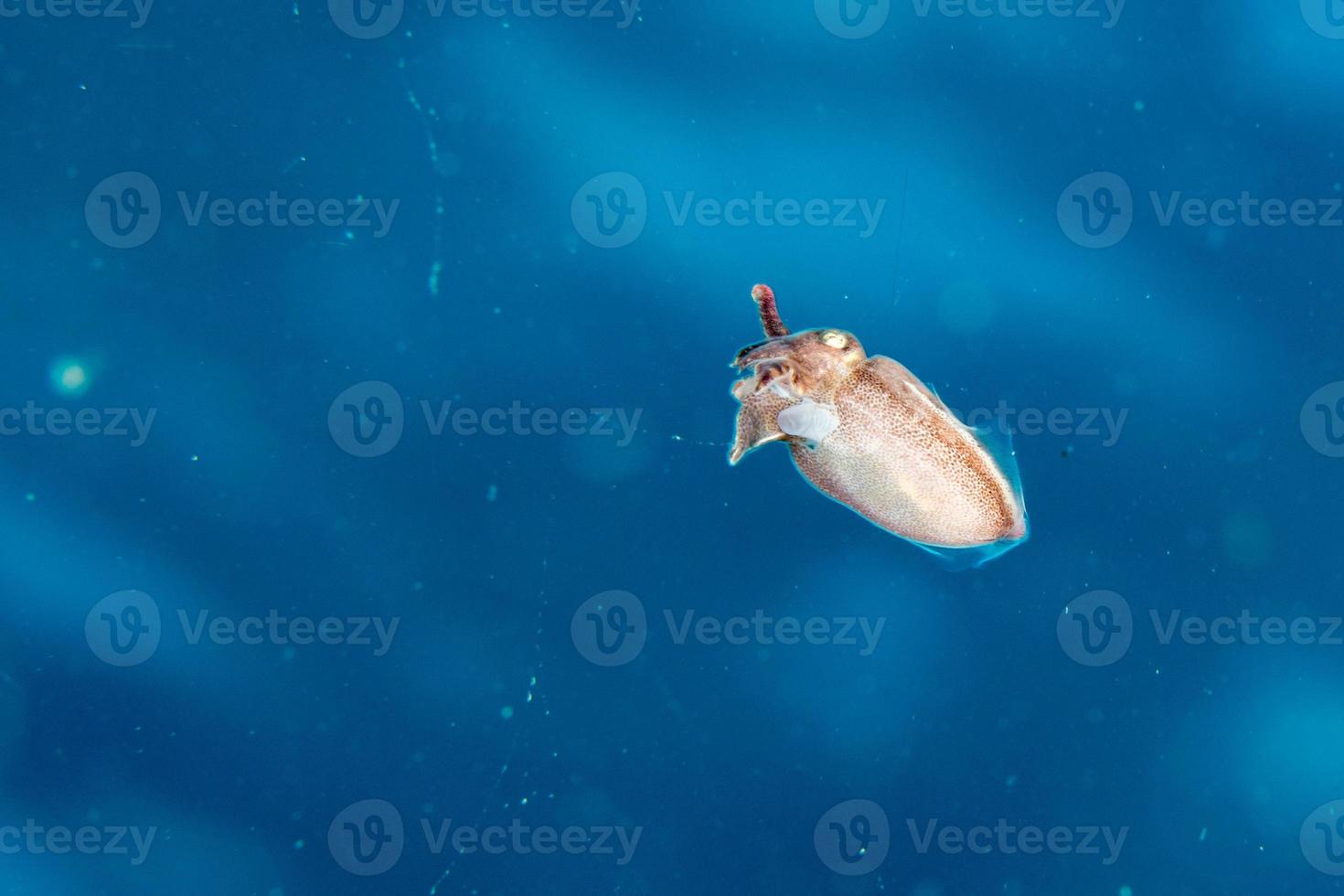 Baby newborn cuttlefish egg macro close up photo